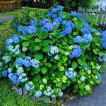 image for I screwed up my hydrangea bush 4 years ago and it finally flowered again