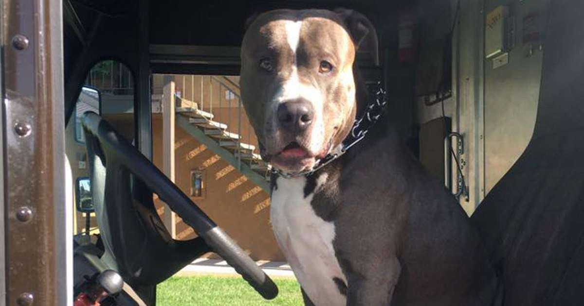image for UPS Driver Adopts Dog After Owner Dies
