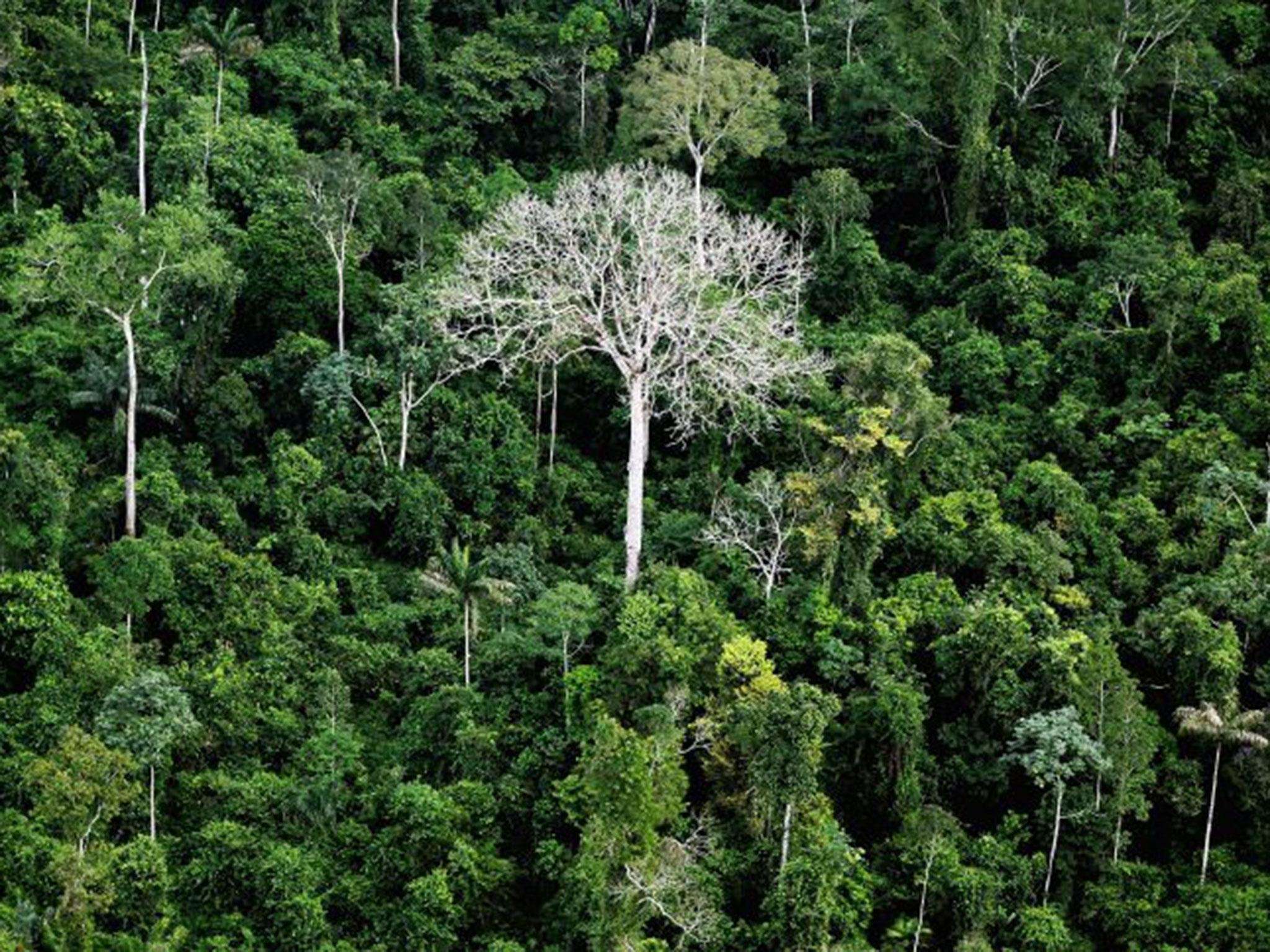 image for Brazil to open up 860,000 acres of protected Amazon rainforest to logging, mining and farming