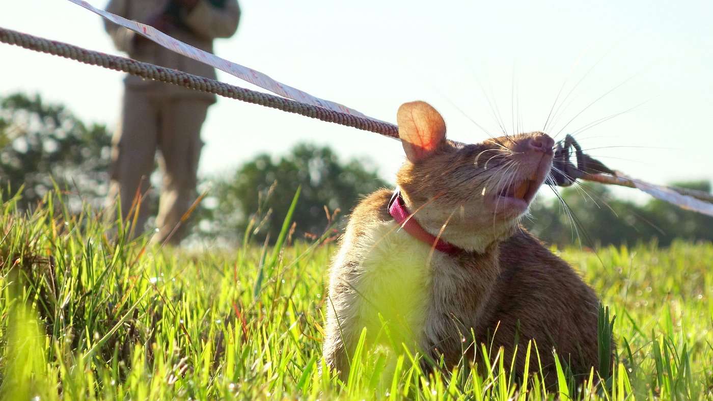 image for In Cambodia, Rats Are Being Trained To Sniff Out Land Mines And Save Lives