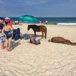 image for You have to stay 10' feet away from the wild ponies on Assateague, even if they steal your spot.