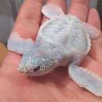 image for A rare albino newborn sea turtle.