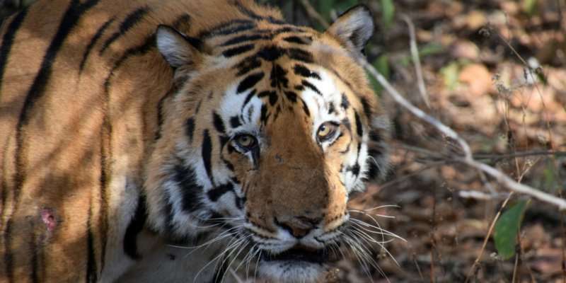 image for Clemson, Auburn lead U.S. higher education effort to save wild tiger populations