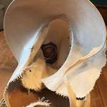 image for My wife didn't put away her $300.00 Stetson hat. Our dog reminded her.