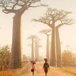 image for Baobab trees in Madagascar