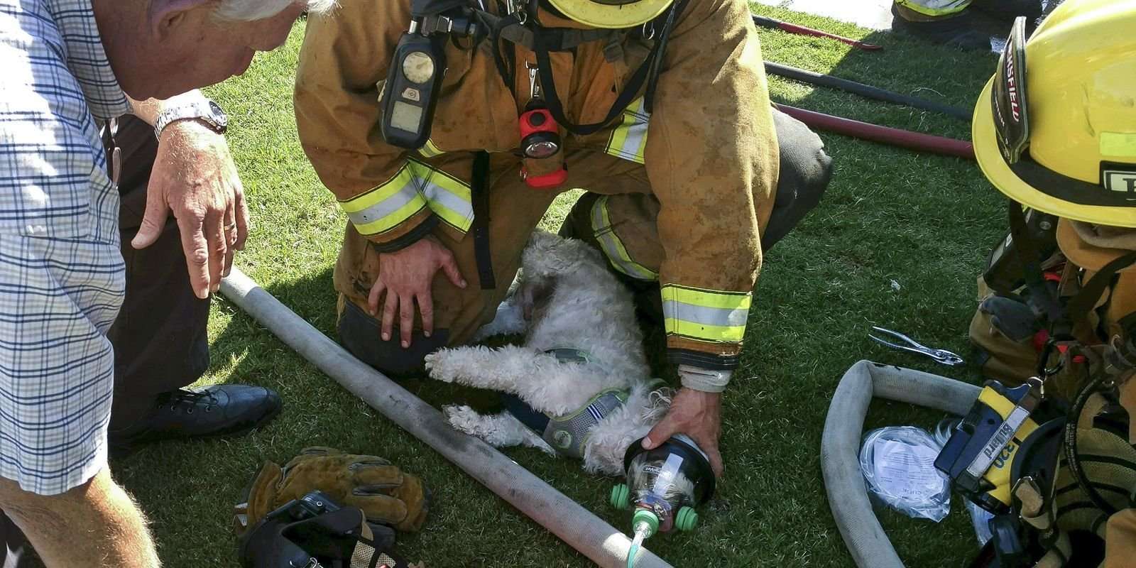 image for Dog revived with oxygen after rescue from burning house gets visit from hero firefighter