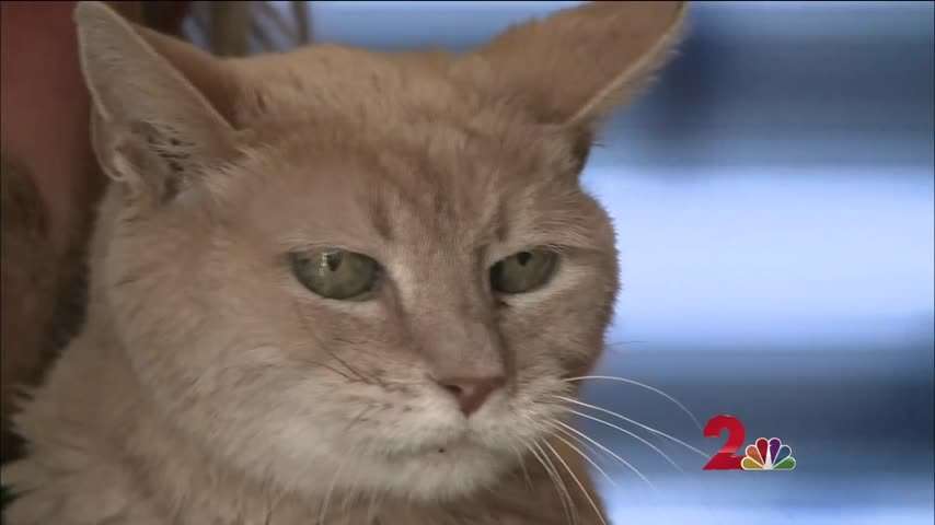 image for Stubbs the cat, unofficial Mayor of Talkeetna, passes away