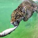 image for PsBattle: This leopard with a fish