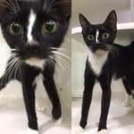 image for This cat at my local rescue shelter has ridiculously long legs