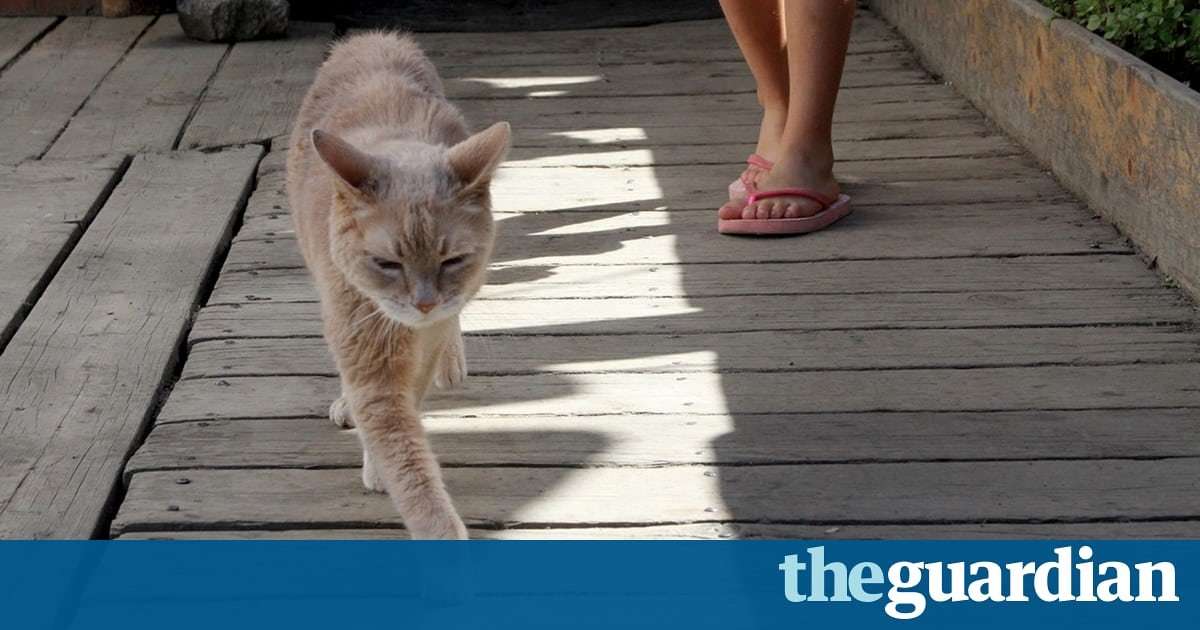 image for Feline sad: cat who was 'mayor' of Alaskan town for 20 years dies