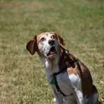 image for PsBattle: This shocked Beagle.