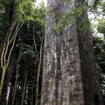 image for This tower we found in an Irish forest looks like something out of a fairytale