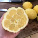 image for The inside of my lemon has lots of strangely placed compartments