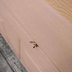 image for This wasp got crushed by my garage door as it closed