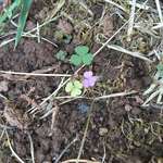 image for This clover is purple