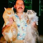 image for Freddie Mercury and his cats (1980s)