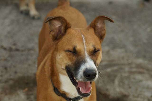 image for Why Do Dogs Sneeze When They’re Excited?