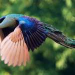 image for PsBattle: Flying Peacock