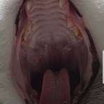 image for Cat yawned during a picture revealing the spines in her mouth