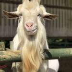 image for Today I met a ridiculously photogenic goat.