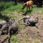 image for The coconut crab (Birgus latro) is a species of terrestrial hermit crab and the largest terrestrial arthropod. Adults weigh about as much as a healthy cat.