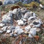 image for Owl kills 70+ lemmings and made a nest from their carcasses