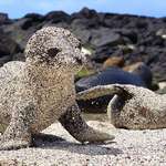 image for Seals &amp; Sand