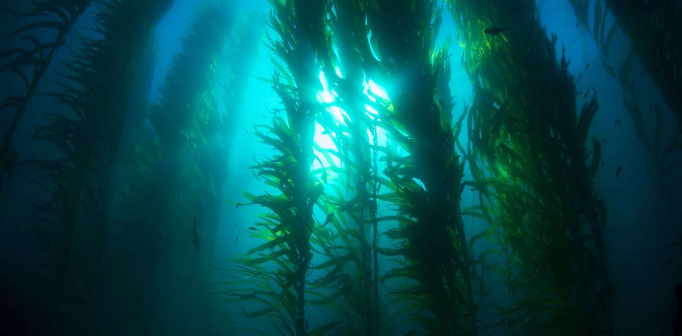 image for How farming giant seaweed can feed fish and fix the climate