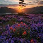 image for A meadow of flowers growing in the eruption area on Mt. St. Helens USA[OC][1367 × 2048]