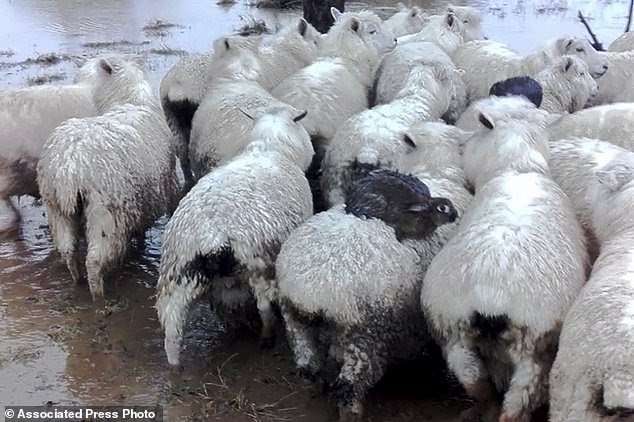 image for Wild New Zealand rabbits surf on sheep to escape floodwaters