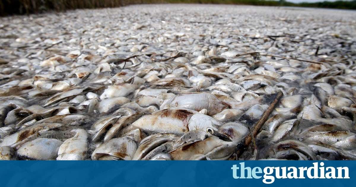 image for Meat industry blamed for largest-ever 'dead zone' in Gulf of Mexico