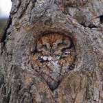 image for This Superbowl fits in the hole in this tree so well!