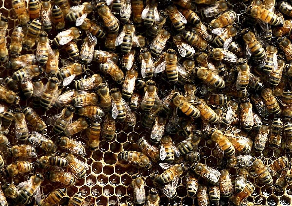image for Bees Are Bouncing Back From Colony Collapse Disorder