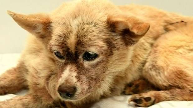 image for 'You're not dying on my watch': Vet clinic saves dog with 100,000 fleas