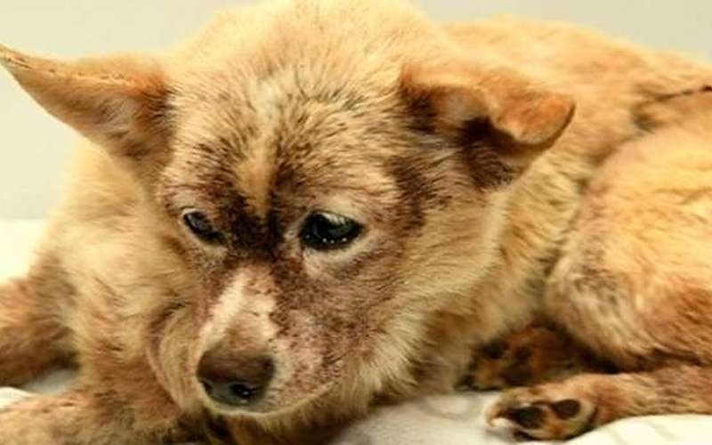 image for 'You're not dying on my watch': Vet clinic saves dog with 100,000 fleas