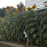 image for A photo from two summers ago. This was my first time ever growing sunflowers.