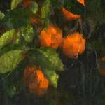 image for Oranges photographed through the glass panes of a greenhouse