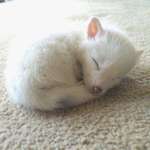 image for Lil sleeping fox cub