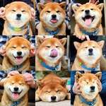 image for The many faces of shib