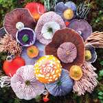 image for This assortment of fungi.