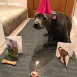 image for My cousins dog birthday!