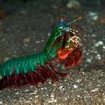 image for Mantis shrimp, AKA boxer of the Sea. Can kill its prey in one punch, and even has the power to break the human finger. 🔥🔥🔥