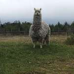 image for This Llama lives on a volcano and it's name is Bread