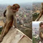 image for This monkey looks like every girl I know studying abroad