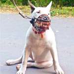 image for Neighbor says your dog is scary and needs a muzzle? Not a problem.
