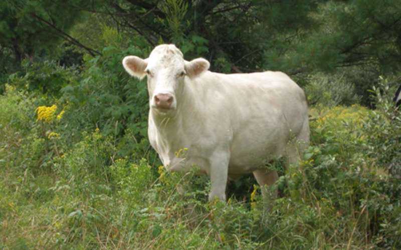 image for Remembering Cincinnati Freedom: The Legendary Cow Who Escaped a Slaughterhouse