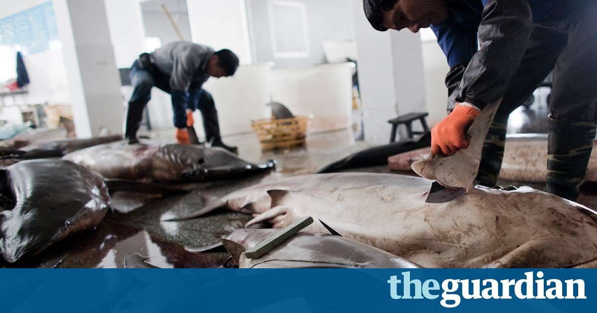image for Sales of shark fin in China drop by up to 70% | Jennifer Duggan