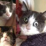 image for Cat lost her eye to an accident, but with modern technology's help, she regained it.