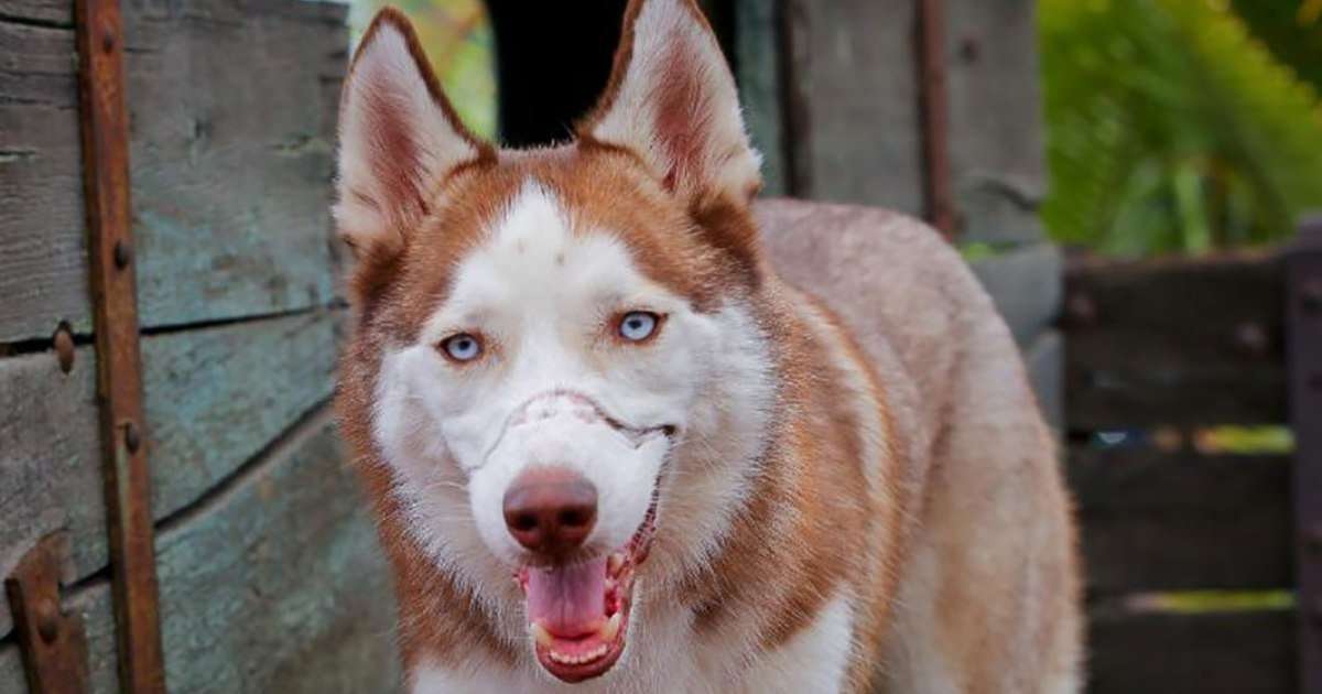 image for Mistreated and Scarred as a Pup, Patriot the Husky Now Helps Children Who Have Also Been Victims of Abuse