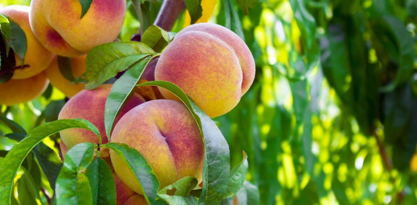 image for The Georgia peach may be vanishing, but its mythology is alive and well